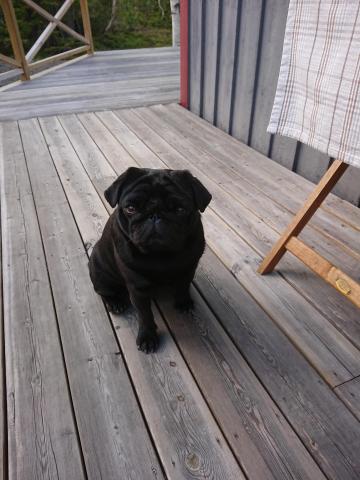 Du måste älska hund dating hem sida